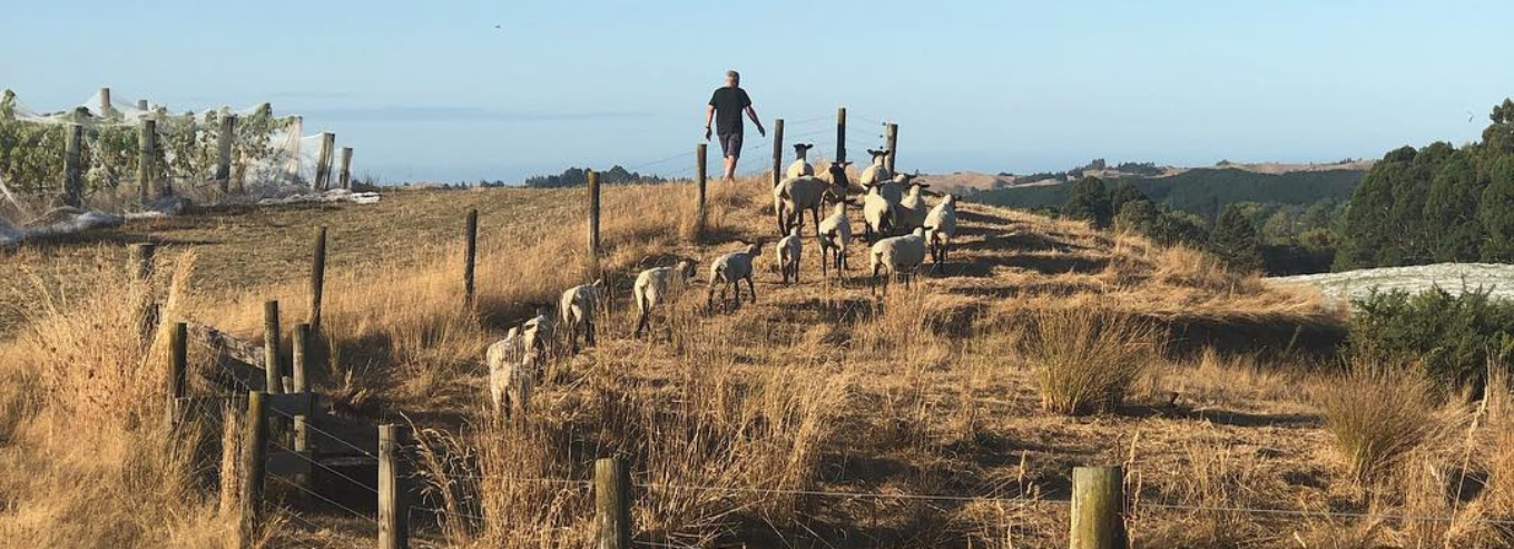 A man pastoring sheeps on Neudorf grouds 